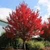 Redpointe® Maple -Nature Grove Shop Redpointe Maple 600x600 2