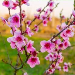 Redskin Peach Tree -Nature Grove Shop Redskin Peach Tree 3 8df8851c ef3e 4a16 b538 29f1adcb997c
