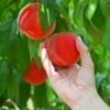 Redskin Peach Tree 2 Redskin Peach Tree -Nature Grove Shop Redskin Peach Tree FGT 600x600 3c7c3ae4 1db7 4170 96d5 babcc1411ea3