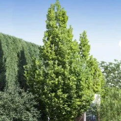 Regal Prince Oak Tree 8 Regal Prince Oak Tree -Nature Grove Shop Regal Prince Oak 1