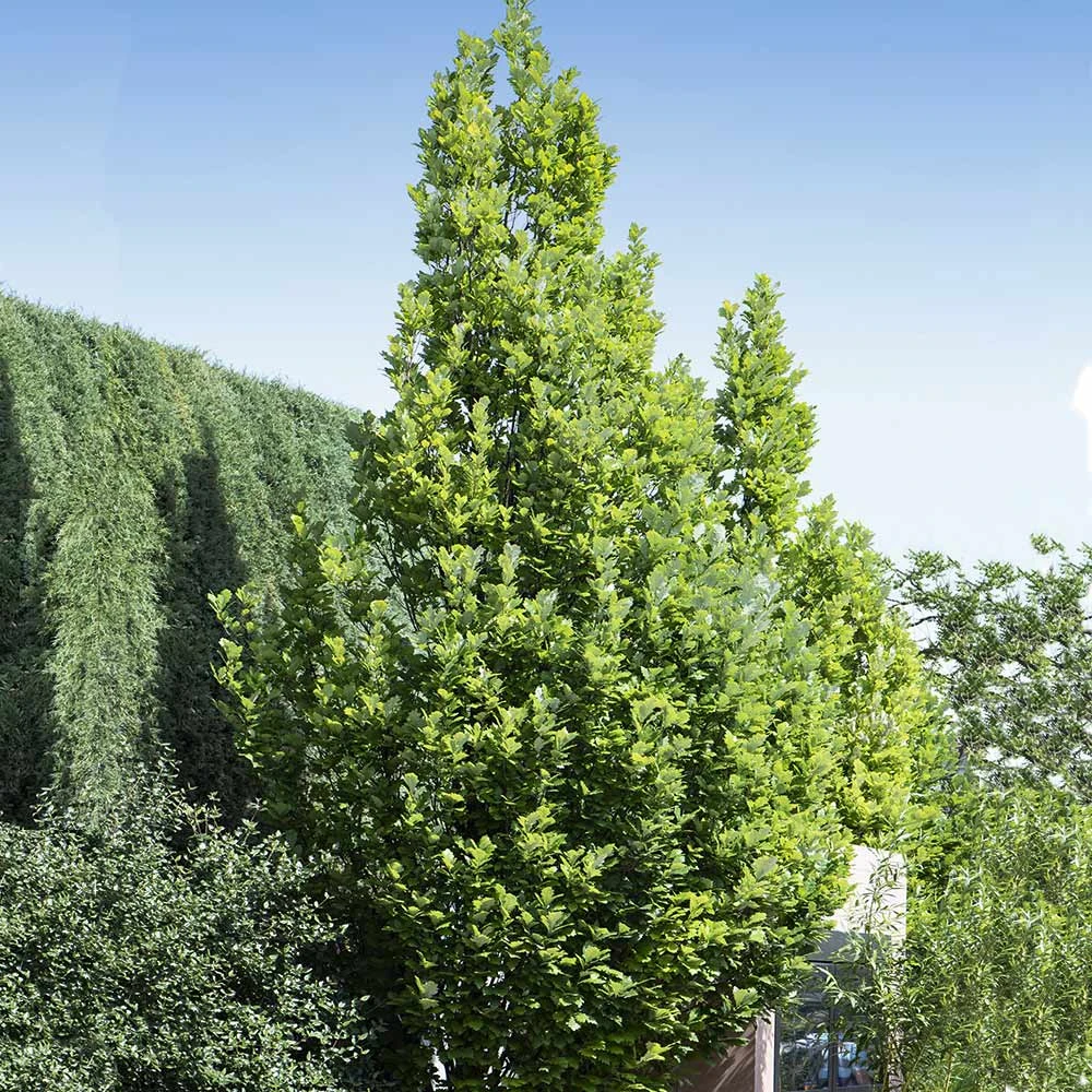 Regal Prince Oak Tree 5 Regal Prince Oak Tree - Image 3