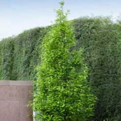 Regal Prince Oak Tree 9 Regal Prince Oak Tree -Nature Grove Shop Regal Prince Oak 3