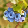 Reveille Blueberry Bush -Nature Grove Shop Reville Blueberry 600x600 8060a79d 83ac 446b 8626 45e4229f1e3b