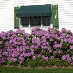 Lavender Rhododendron Shrub -Nature Grove Shop Rhododendron Lavender 2 FGT