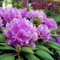 Lavender Rhododendron Shrub -Nature Grove Shop Rhododendron Lavender 3 FGT