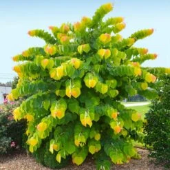 New Products -Nature Grove Shop Rising Sun Redbud 2 FGT