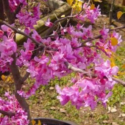 The Rising Sun™ Eastern Redbud Tree 11 The Rising Sun™ Eastern Redbud Tree -Nature Grove Shop Rising Sun Redbud 6