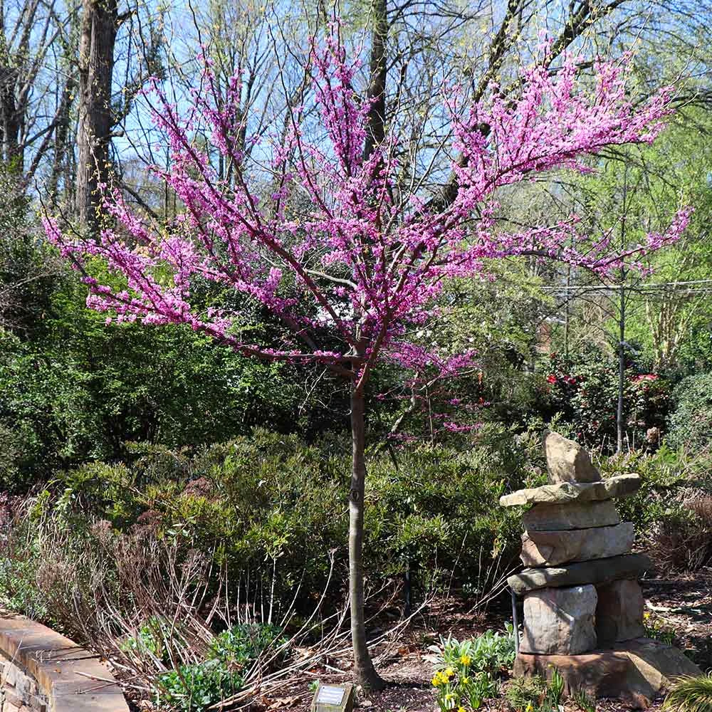 The Rising Sun™ Eastern Redbud Tree 7 The Rising Sun™ Eastern Redbud Tree - Image 5