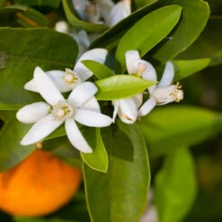 Robertson Navel Orange -Nature Grove Shop Robertson Navel Orange 1
