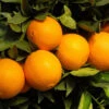 Robertson Navel Orange 2 Robertson Navel Orange -Nature Grove Shop Robertson Navel Orange FGT 600x600 a9f66161 ec44 4cfb 838f b40ef8e18604