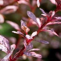 Rose Glow Barberry Shrub -Nature Grove Shop Rose GLow Barberry 1 FGT
