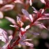 Rose Glow Barberry Shrub -Nature Grove Shop Rose GLow Barberry FGT 600x600 fce267bf 276b 4fd5 bc60 84261762ad55
