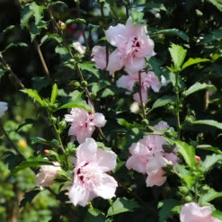 Pink Rose Of Sharon Althea Tree -Nature Grove Shop Rose of Sharon Althea 3 FGT