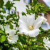 White Rose Of Sharon Althea Tree -Nature Grove Shop Rose of Sharon Tree White FGT sinlge 600x600 ce00831d 236e 4a00 ae4d 382b590a5bd4