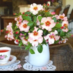 Raspberry Kiss™ Rose Tree -Nature Grove Shop Rosemarry Kiss Rose tree 1