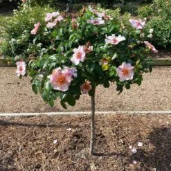 Raspberry Kiss™ Rose Tree -Nature Grove Shop Rosemarry Kiss Rose tree 2