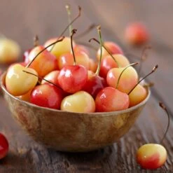 Royal Ann Cherry Tree 8 Royal Ann Cherry Tree -Nature Grove Shop Royal Ann CHerry Tree 1 FGT