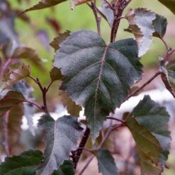 Royal Frost® Birch Tree 8 Royal Frost® Birch Tree -Nature Grove Shop Royal Frost Birch 2 FGT