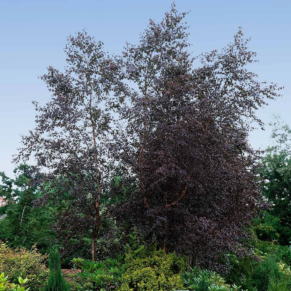 Royal Frost® Birch Tree 4 Royal Frost® Birch Tree - Image 2