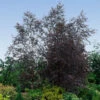 Royal Frost® Birch Tree -Nature Grove Shop Royal Frost Birch FGT 600x600 85f9d1e8 5ce1 44e0 9763 373ec09b9b60