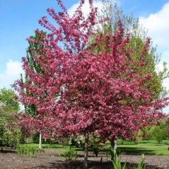 Royal Raindrops® Crabapple Tree -Nature Grove Shop Royal Raindrops Crabapple 2