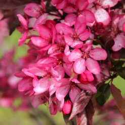Royal Raindrops® Crabapple Tree -Nature Grove Shop Royal Raindrops Crabapple 3