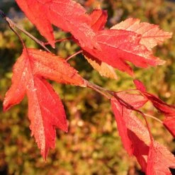 Royal Raindrops® Crabapple Tree -Nature Grove Shop Royal Raindrops Crabapple 4