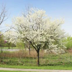 Royal White Redbud Tree -Nature Grove Shop Royal White Redbud 1