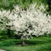 Royal White Redbud Tree -Nature Grove Shop Royal White Redbud 600x600 ccd5de23 5283 4e40 b2ae 60b520088a5a