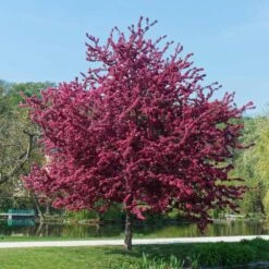 Royalty Crabapple Tree -Nature Grove Shop Royalty Crabapple 5 BB