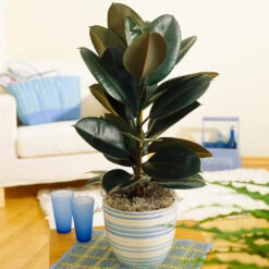 Sunset Hues House Plant Kit -Nature Grove Shop Rubber Tree BB 9853f49f 6d2e 4e25 8d11 6abd2adf323a