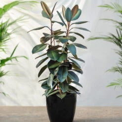 Air-Purifying House Plant Kit 13 Air-Purifying House Plant Kit -Nature Grove Shop Rubber Tree FGT 41d06897 7e64 4438 9d3a fd7a33808734