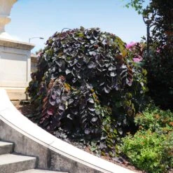 Ruby Falls Redbud Tree -Nature Grove Shop Ruby Falls Redbud 8