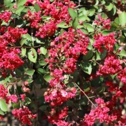 Ruby Prince™ Emerald Empire® Crape Myrtle Tree -Nature Grove Shop Ruby Prince Crape Myrtle 1