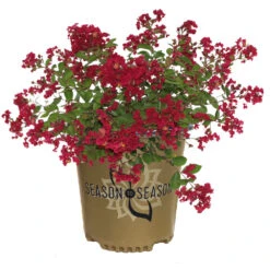 Ruby Prince™ Emerald Empire® Crape Myrtle Tree -Nature Grove Shop Ruby Prince Crape Myrtle 2
