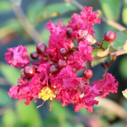 Ruby Prince™ Emerald Empire® Crape Myrtle Tree -Nature Grove Shop Ruby Prince Crape Myrtle 3