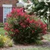 Ruby Prince™ Emerald Empire® Crape Myrtle Tree -Nature Grove Shop Ruby Prince Crape Myrtle 600x600 13ad0d15 815c 4640 a1b0 f727db853f57