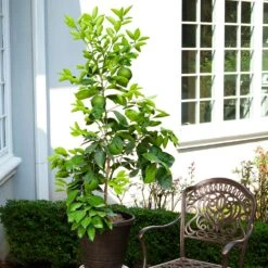 Ruby Red Grapefruit Tree 11 Ruby Red Grapefruit Tree -Nature Grove Shop Ruby Red Grapefruit 8