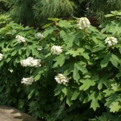 Ruby Slippers Hydrangea Shrub -Nature Grove Shop Ruby Slippers Hydrangea 2
