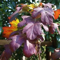 Ruby Slippers Hydrangea Shrub -Nature Grove Shop Ruby Slippers Hydrangea 3