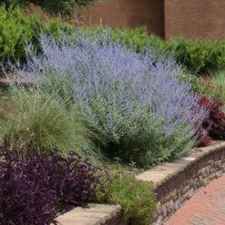 Russian Sage -Nature Grove Shop Russian Sage 1 FGT