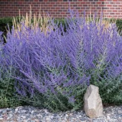 New Products -Nature Grove Shop Russian Sage 4