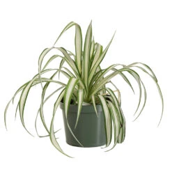 Spider Plant -Nature Grove Shop SPI PLA1