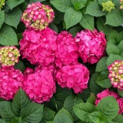 Endless Summer® Summer Crush® Hydrangea -Nature Grove Shop SUmmer Crush Endless SUmmer Hydrangea 11 FGT