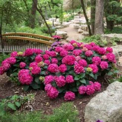 Endless Summer® Summer Crush® Hydrangea -Nature Grove Shop SUmmer Crush Endless SUmmer Hydrangea 3 FGYT