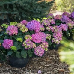 Endless Summer® Summer Crush® Hydrangea -Nature Grove Shop SUmmer Crush Endless SUmmer Hydrangea 9 FGT