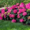 Endless Summer® Summer Crush® Hydrangea -Nature Grove Shop SUmmer Crush Endless SUmmer Hydrangea FGT 600x600 0b6c1771 f284 47de aec9 fd3a74118d9a