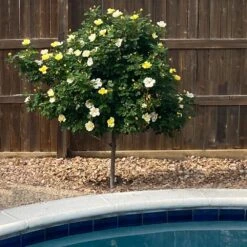Sunny Knock Out® Rose Tree -Nature Grove Shop SUnny knockout Rose Tree 3