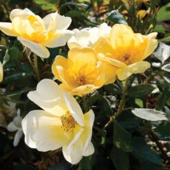 Sunny Knock Out® Rose Tree -Nature Grove Shop SUnny knockout Rose Tree 4 FGT