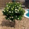 Sunny Knock Out® Rose Tree 2 Sunny Knock Out® Rose Tree -Nature Grove Shop SUnny knockout Rose Tree FGT 600x600 e7cea815 3cdf 4b5d 992e 2a43e91401b3